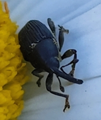Odontocorynus