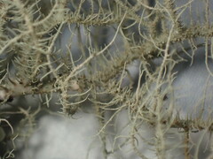 Usnea mutabilis