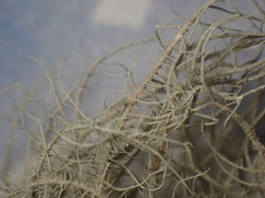 Usnea mutabilis