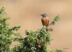 Phoenicurus moussieri