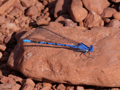 Argia vivida