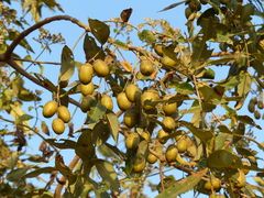 Lagerstroemia parviflora