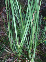 Machaerina deplanchei