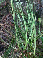 Machaerina deplanchei