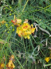 Parkinsonia aculeata