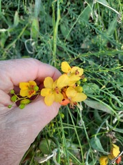 Parkinsonia aculeata