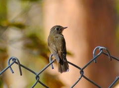 Muscicapa muttui