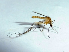 Culex pipiens