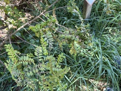 Osteomeles anthyllidifolia