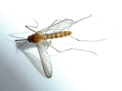 Culex pipiens