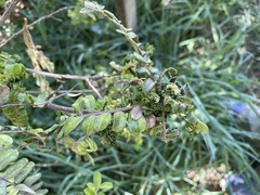 Osteomeles anthyllidifolia