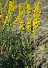 Solidago confinis