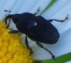 Odontocorynus