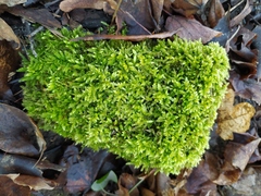 Brachythecium rutabulum