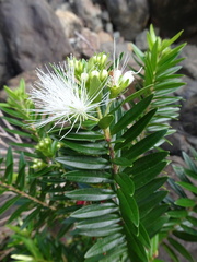 Metrosideros operculata