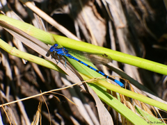 Argia vivida