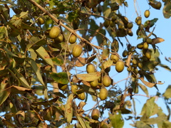 Lagerstroemia parviflora