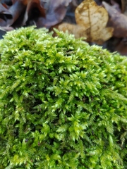 Brachythecium rutabulum