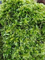 Brachythecium rutabulum