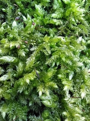 Brachythecium rutabulum