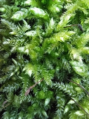 Brachythecium rutabulum