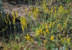 Solidago confinis