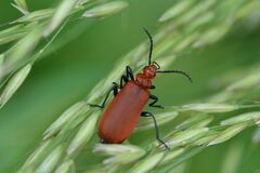 Pyrochroa serraticornis