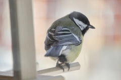 Parus major