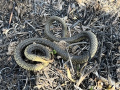 Lampropeltis holbrooki