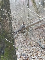 Sciurus vulgaris