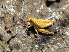 Phaulacridium marginale