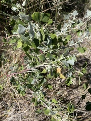 Chenopodium oahuense
