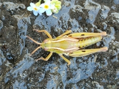 Phaulacridium marginale