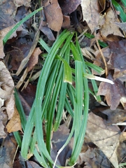 Carex pilosa