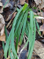 Carex pilosa