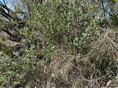 Chenopodium oahuense