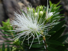 Metrosideros operculata