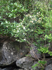 Metrosideros operculata