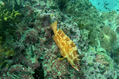 Epinephelus fasciatus