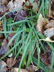 Carex pilosa