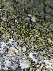 Flavoplaca