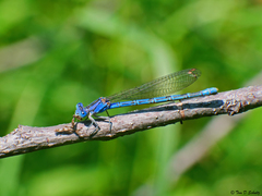 Argia vivida