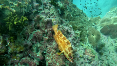 Epinephelus fasciatus