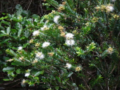 Metrosideros operculata