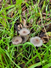 Setulosi