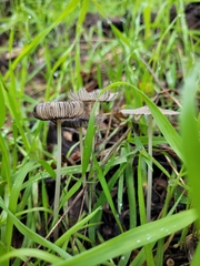 Setulosi