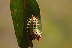 Doratifera quadriguttata