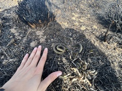 Lampropeltis holbrooki