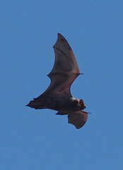 Lasiurus cinereus semotus