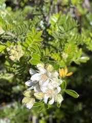Osteomeles anthyllidifolia